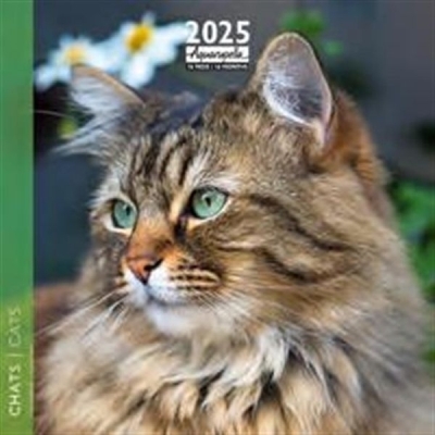 Chats 2025 - Calendrier | Collectif