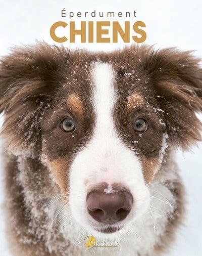 Chiens | 